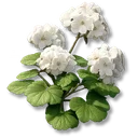 Chromaflare Peony icon