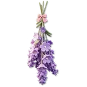 Dried Lavender Bouquet I icon