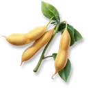 Huge Soybean icon