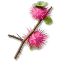 Pink Thornfruit icon