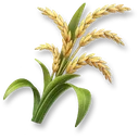 Rice icon