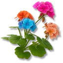 Skycloud Mallow icon