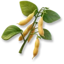 Soybean icon