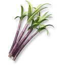 Sugarcane icon