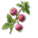 Sweet Berry icon