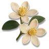 Orange Flower