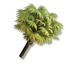 Palm Tree
