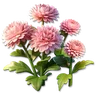 Pink Pom Daisy