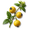 Sour Berry