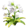 White Bellflower