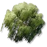 Willow