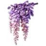Wisteria