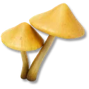 Yellow Fluffroom icon